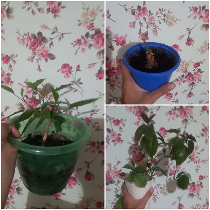 Уй гүлдері сатылады