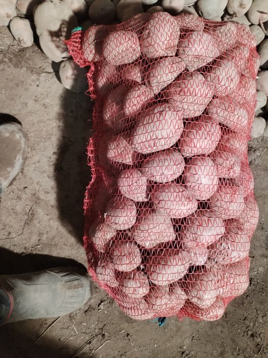 Cartofi de consum Bella Rosa