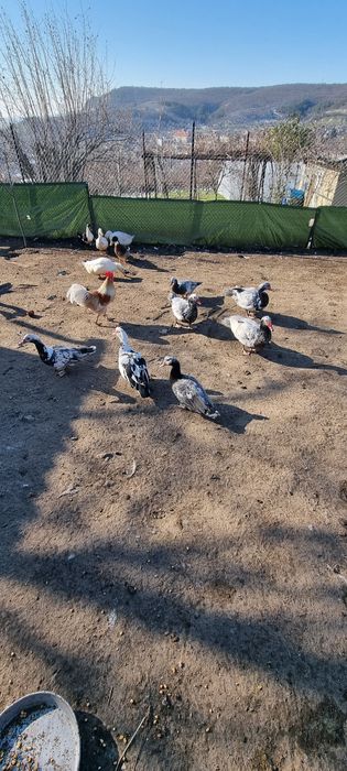 Кокошки,Юрдечки оплодени