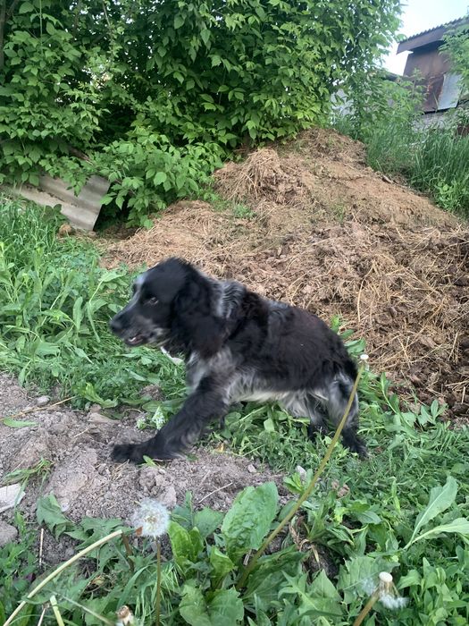 Руский спанель