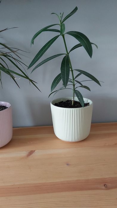 Комнатные   цветы