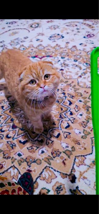 scottish fold mushuk bolasi