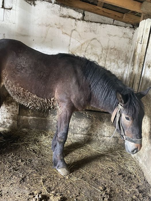 Vind minz rasa semigreu