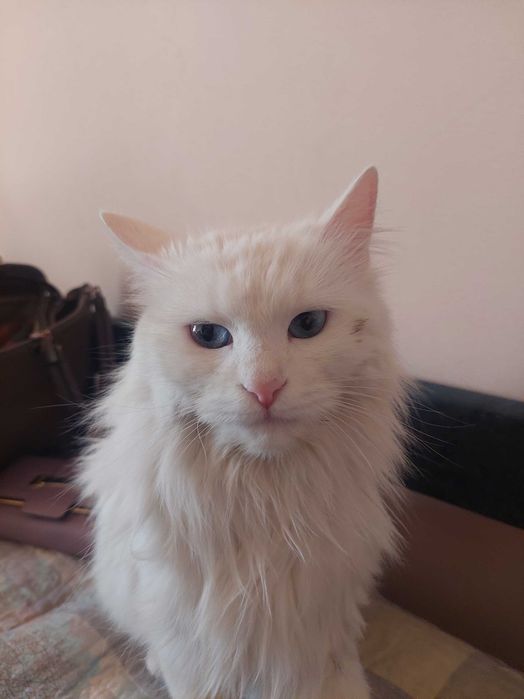 Almashtirib beriladi yoqmasa