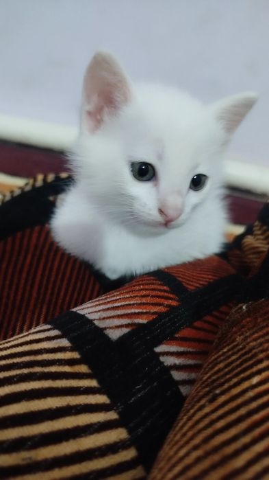 Appaq pıshıqlar besew. Úshewi bala ekewi qız