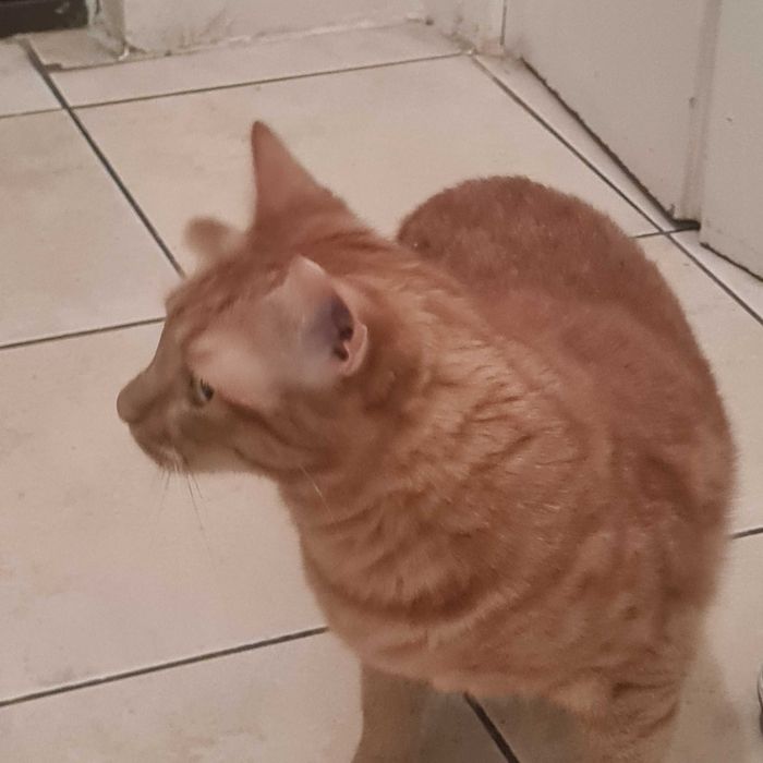 Pisica de 7 ani pentru adoptie