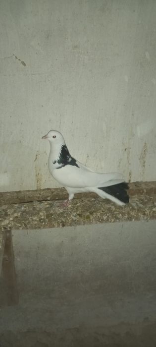 Голуби широкохвостые 6000