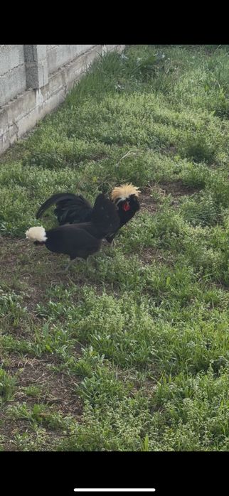 Продам пару кур