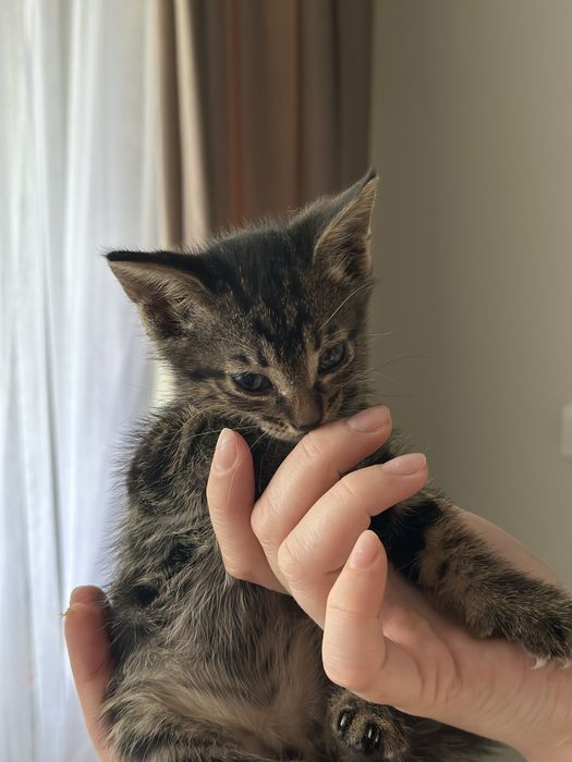 Котенок , полупородистый