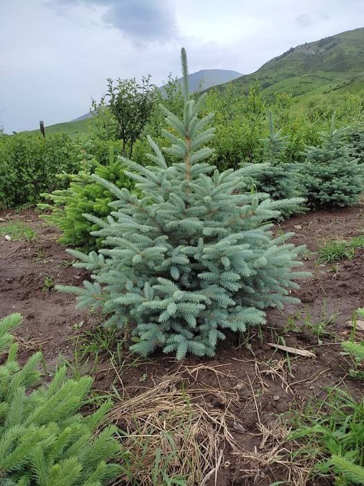 Смарагдта Местный и Самшиты оптом