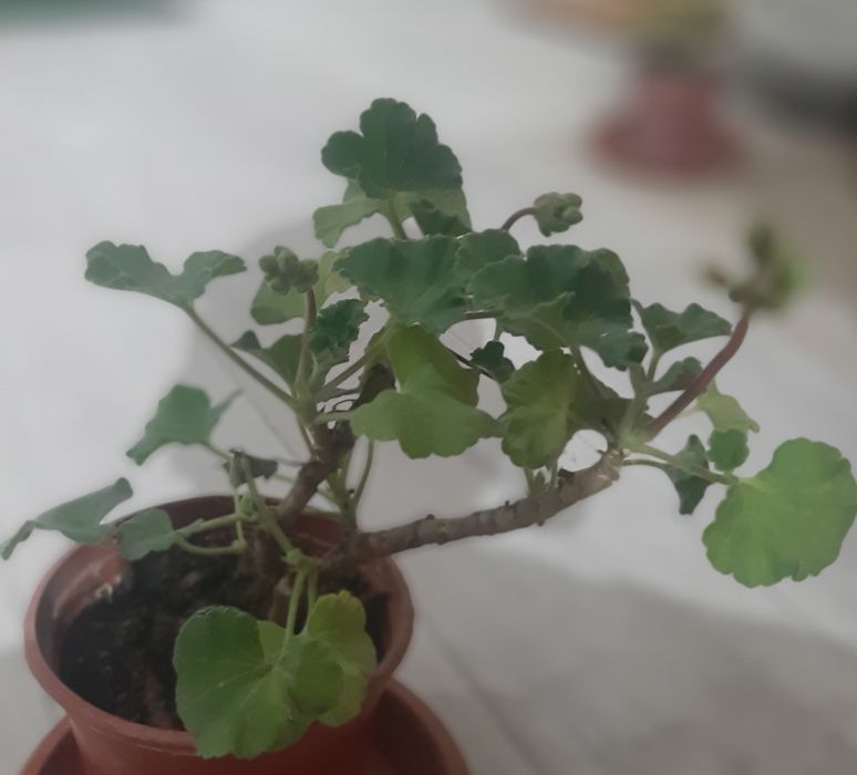 Голандский цветок