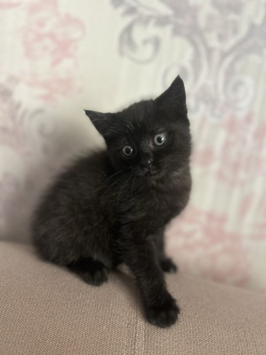 Котенок шотландтка скоттиш страйт