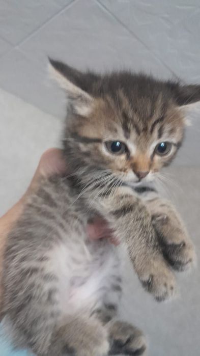 Срочно. Котята милые малыши