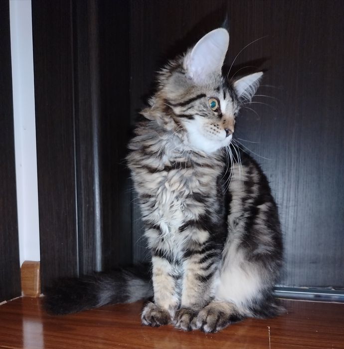 Fetița, rasa pura Maine Coon