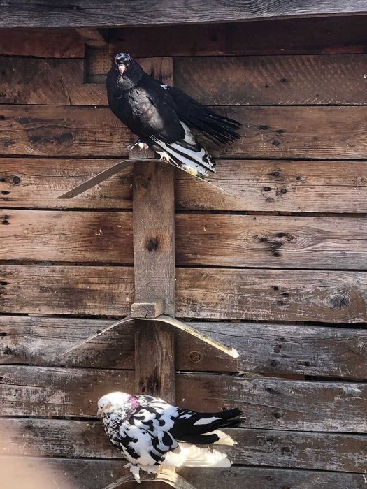 Vand porumbei de ornament !!!