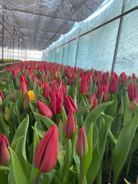 Тюльпаны из парника