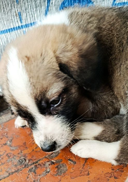 Пристраиваються щенята и мама щенят.