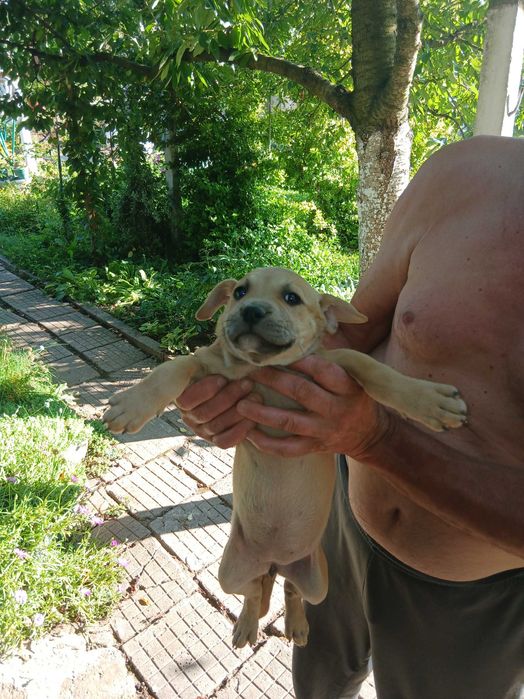 Малки питбули родени на 24.05