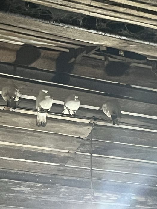 Көгершіндер сатылады домашний