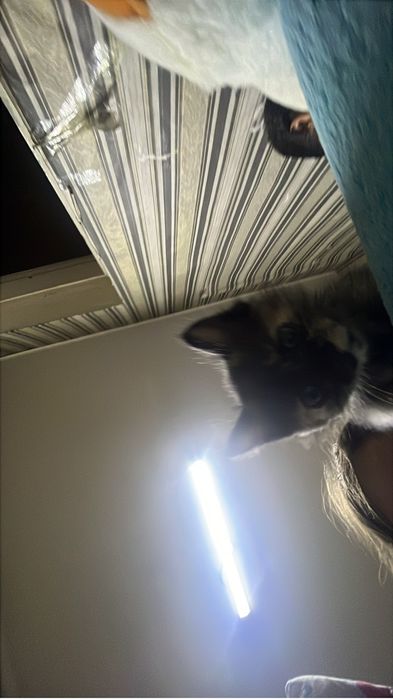 Котята  2 месяца