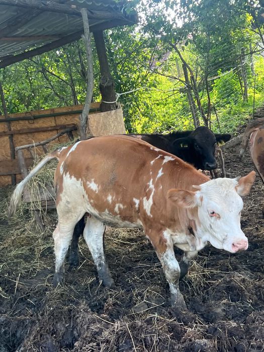 4 vitele , 2 bălțată si 2 angus