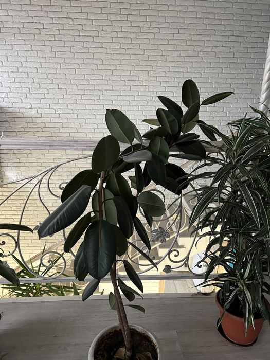 Цветы комнатные