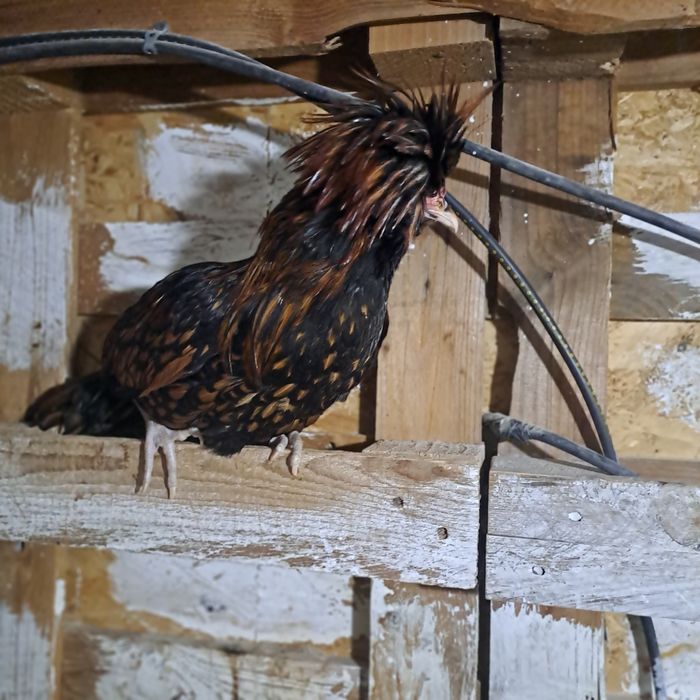 Vand cocos rasa paduana aurie