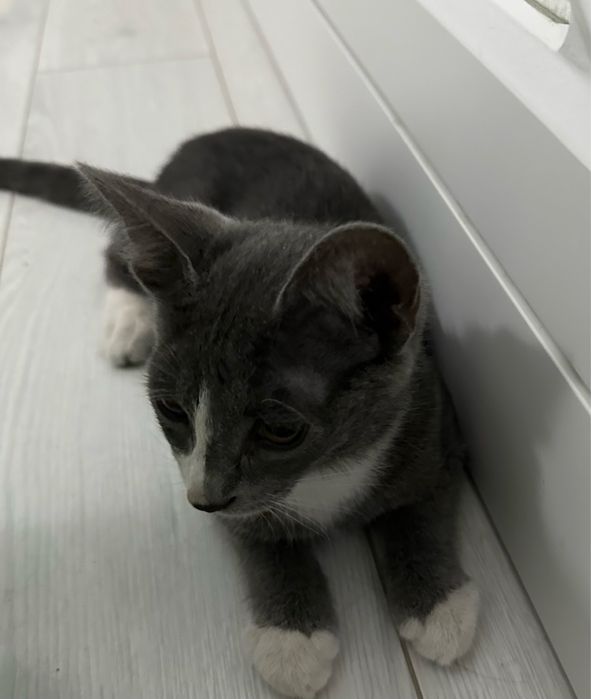 Маленький котенок мальчик
