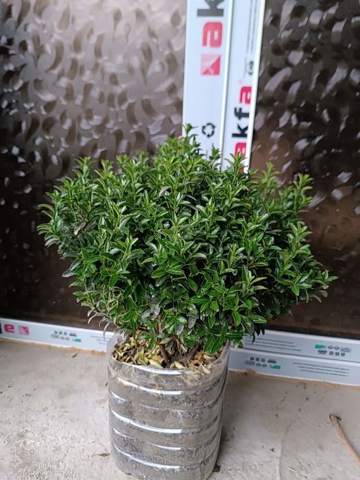 Хамиша яшил кучатлар. Иранский Шамшод