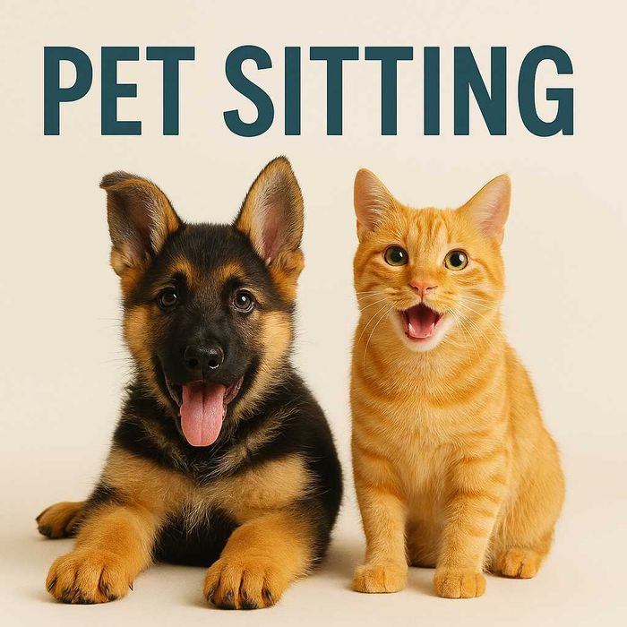 Pet sitting în Iași – îngrijire pisici și căței
