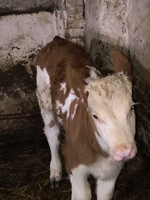 Vând vacă bălțată românească cu vițel