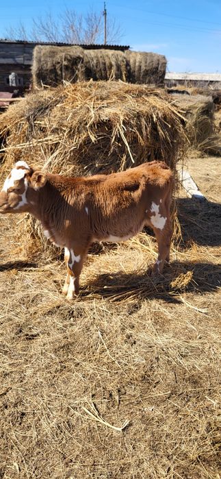 Продам телёнка [бычок]