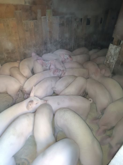 Малки прасета за продан