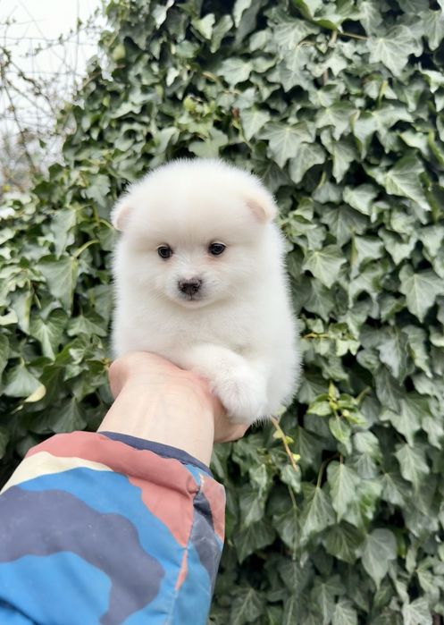 Померан мини момиче. Померанче