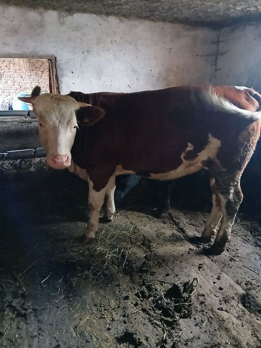 Vând un taur angus negru și o junica bălțată românească