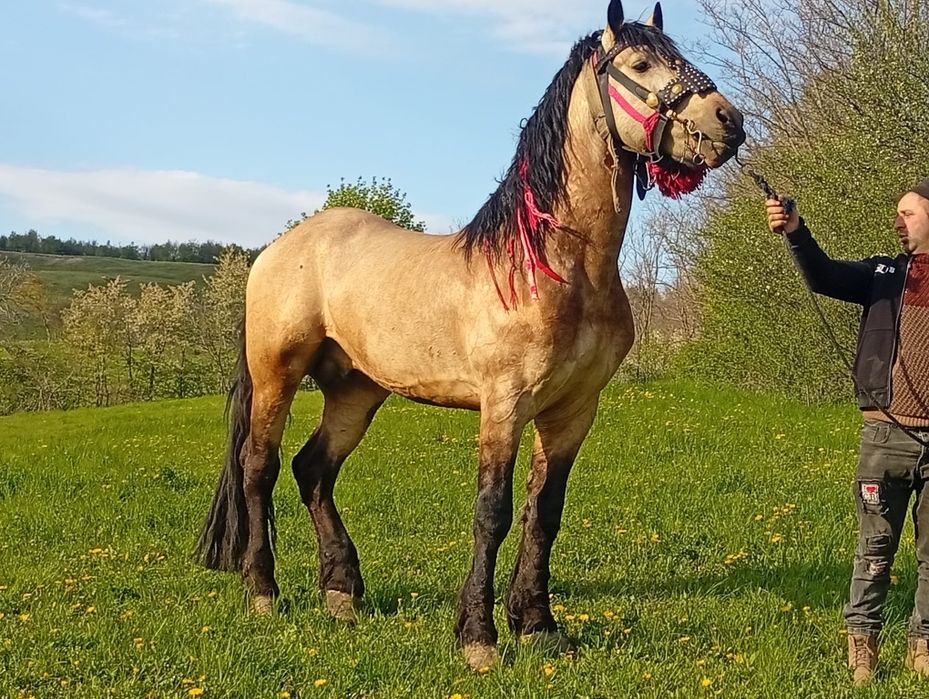 Armăsar de vânzare