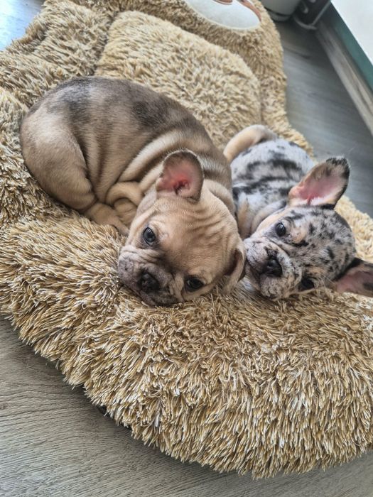 Уникален Френски булдог - MERLE със сини очи