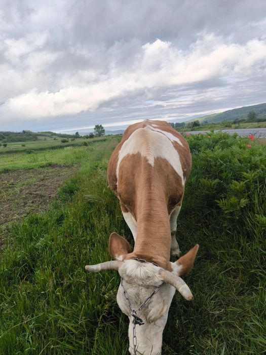vând vacă balțată Românească