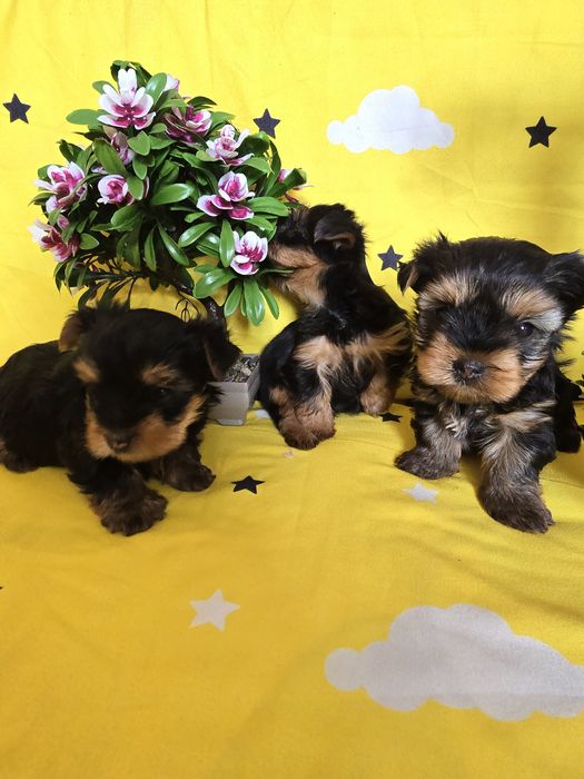 Мини йоркширски териер