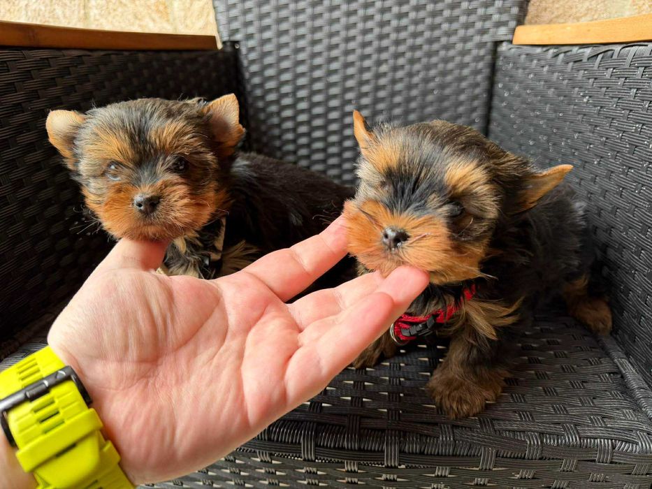 Мини Йоркширски териер