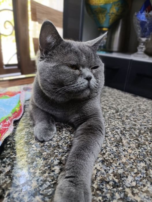 Продаются котята скоттиш фолд страйт шотландские вислоухие