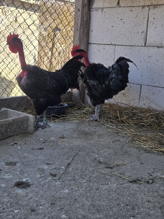 Cocosi Gat Golas de Transilvania