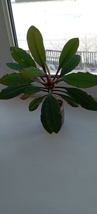 Комнатный цветок молочай...