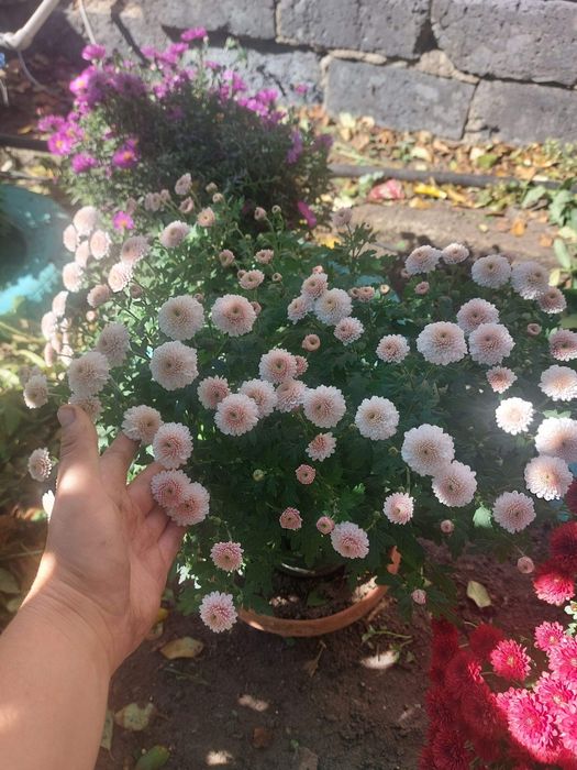 Хризантема мультифлора