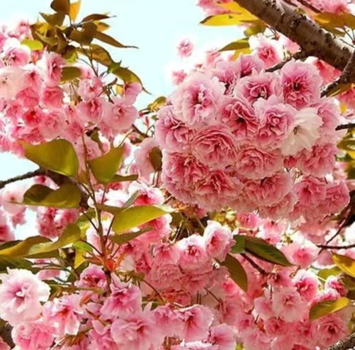 Продам дерево Сакура!