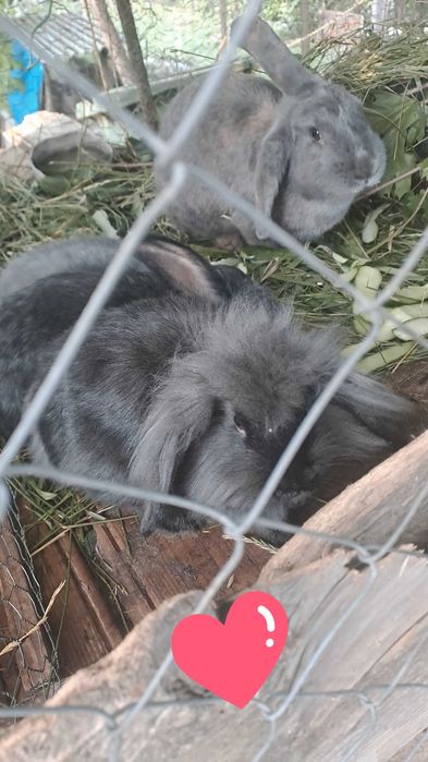 Iepuri,iepurasi si iepuroaice de vanzare,Iasi zona copou