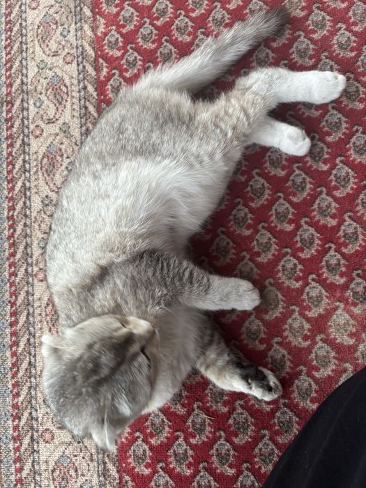 Шотландская вислоухая кошка