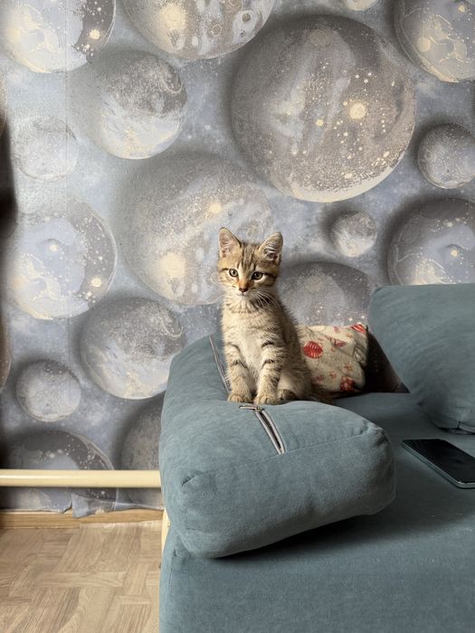 Отдам котенка (мальчик)
