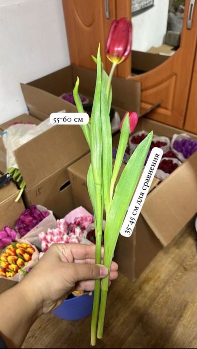 Тюльпаны премиум класса