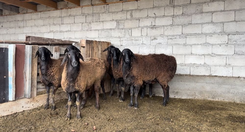 Гиссар тусактар буаз